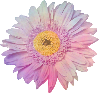 175 Images About Editing Overlays💖👽 On We Heart It - Overlays Transparent Tumblr Flowers (480x468)