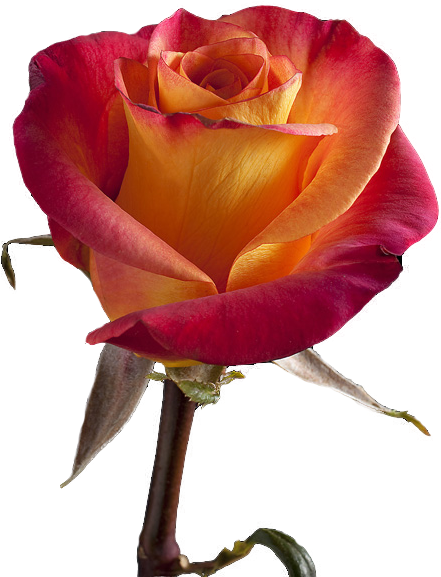 Flowers - Hybrid Tea Rose (481x576)