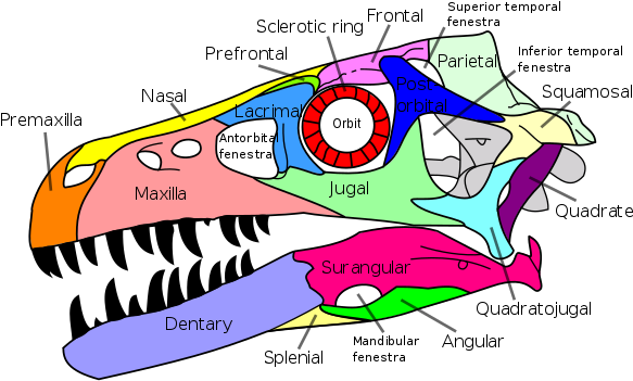 It First Evolved In The Sarcopterygian Clade Rhipidistia, - Crâne De Dromaeosaurus (600x353)
