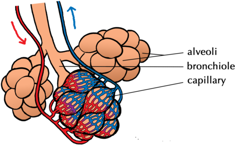 Natural Sciences Grade 9 Rh Mstworkbooks Co Za Diagram - Alveoli Surrounded By Capillaries (500x296)