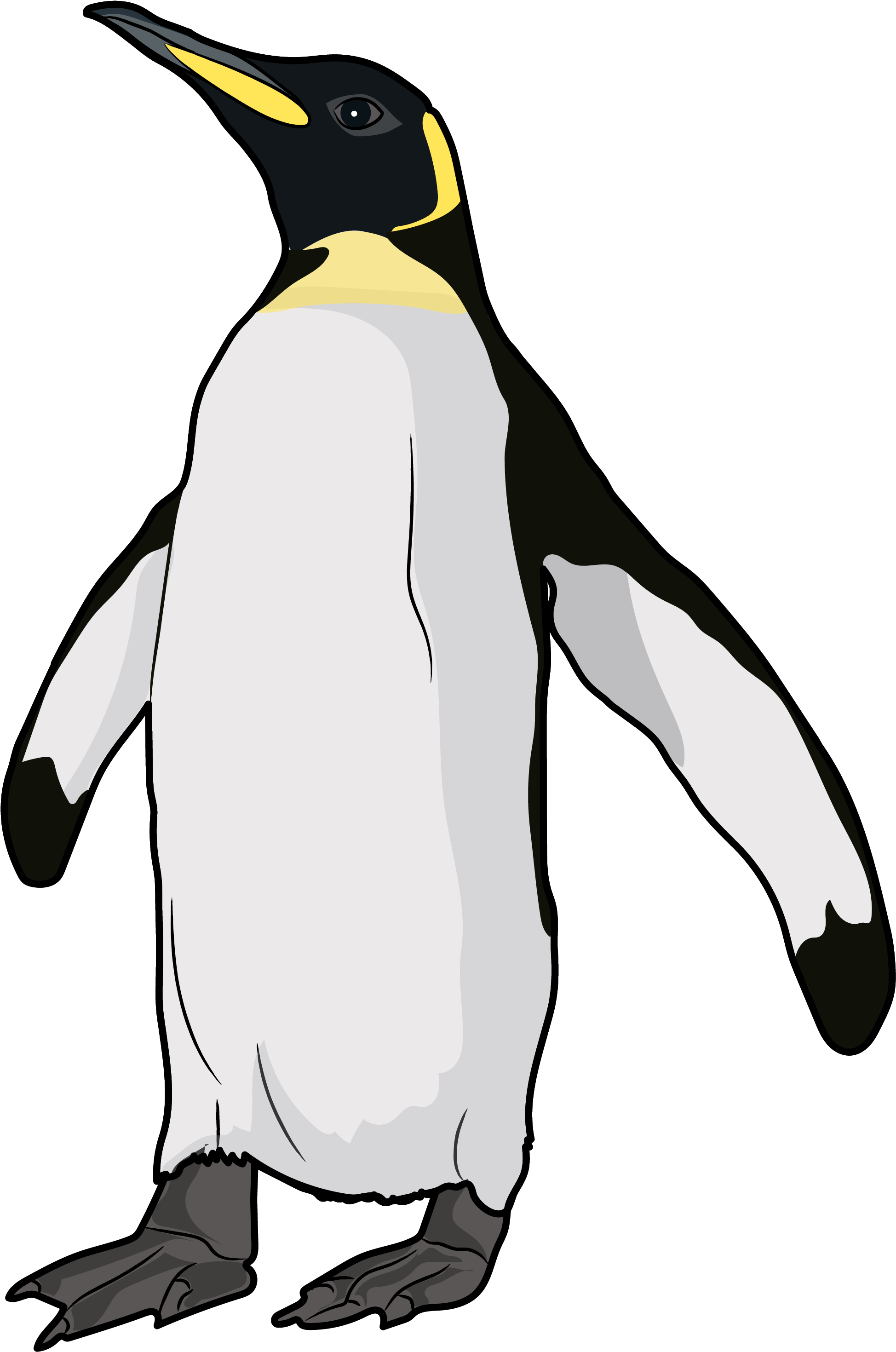 King Penguin (2512x3000)