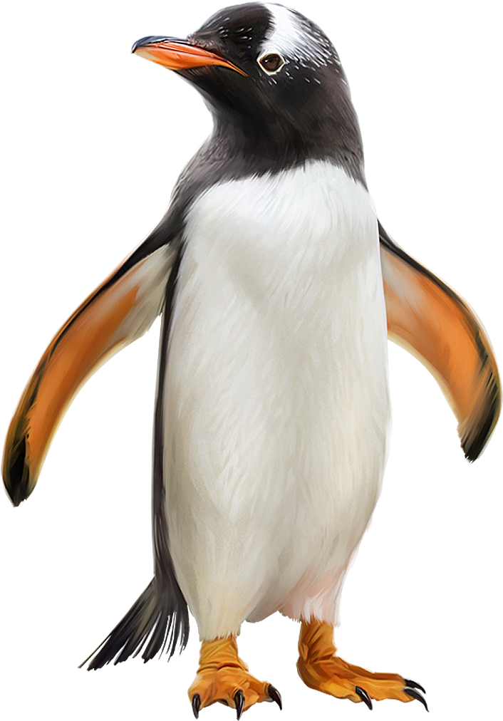 Penguin - Gentoo Penguin (800x1100)