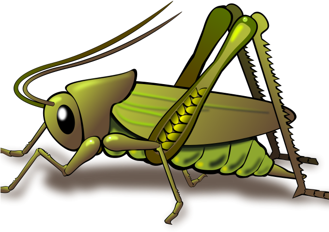 Cricket Bug Clipart Free Clipart Cricket Dux Phoenix - Cricket Insect Png (678x490)