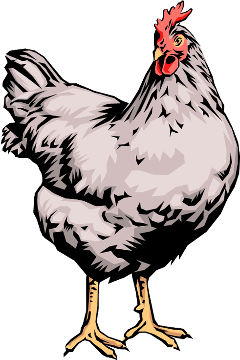 Quality Clip Art Of Animals That Live On A Farm - Chickens Clip Art (508x750)