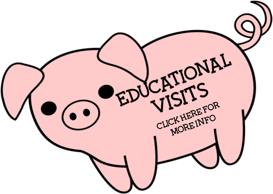 Birds Of Prey Experience From Just £24 - Cartoon (1197x877)