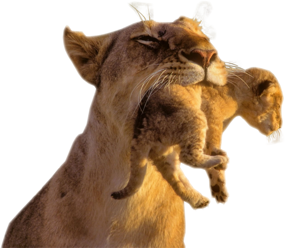Watcher - Animal Picture With Transparent Background (600x600)