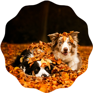 Animals Dogs Fall Friends Favim Com 1503526 - Autumn (500x333)