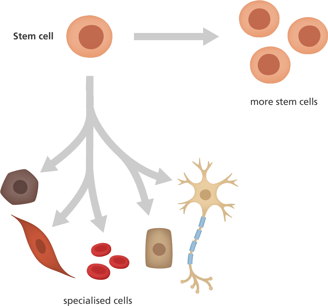 An Illustration Showing A Stem Cell Giving Rise To - Stem Cells And Specialised Cells (1200x1098)