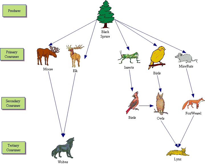 Taiga Biome Animal Food Web (719x576)