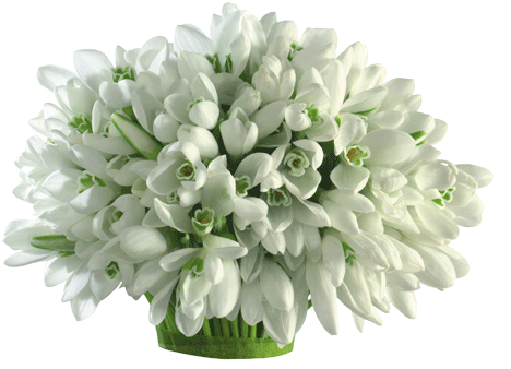 Imagini Aimate 1 Martie Ghiocei - Felicitari De 1 Martie Pentru Tata (500x378)