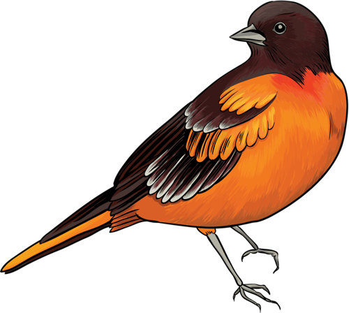 Bird - Birds Name (500x448)