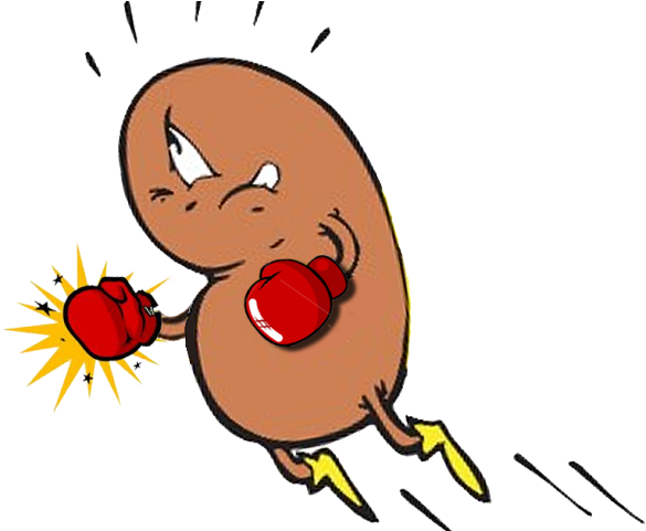 Bean Clipart Kidney Transplant - Kidney Images Cartoons (640x480)