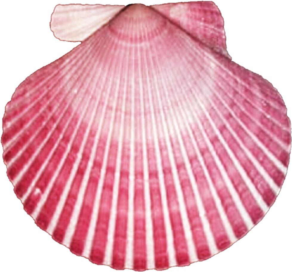 Dark Pink Seashell Clipart - Pink Seashell Transparent (1024x951)