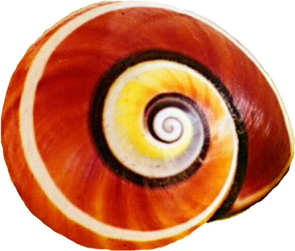 Snail Shell Clipart Clipground - Snail Shell Clipart (1024x901)