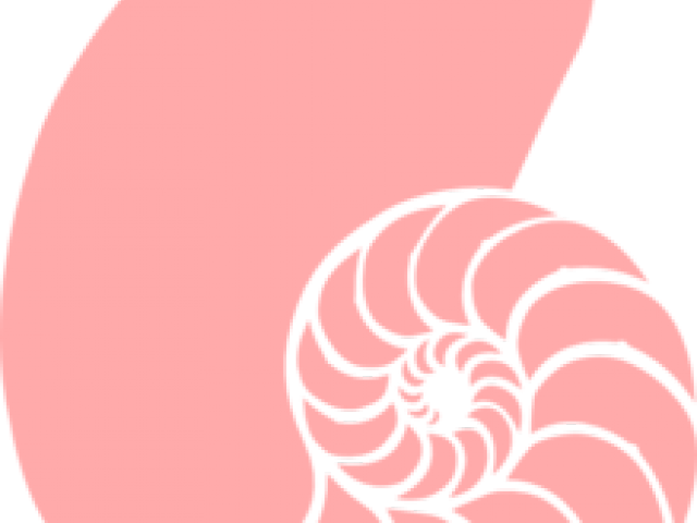 Shells Clipart - Seashell Clipart (640x480)