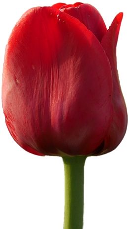 Tulip Png 6, Buy Clip Art - Flower (960x640)