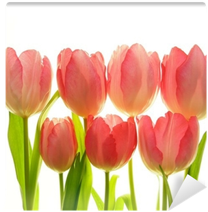 Close-up Of Bunch Of Red Tulips On White Background - White (400x400)