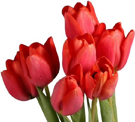 Red Tulips - Boa Noite Mimos Meus (487x423)
