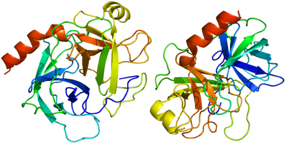 Prss1 - Trypsinogen To Trypsin Structure (580x305)