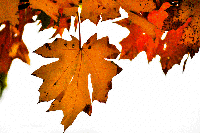 Autumn - Maple Leaf (640x425)