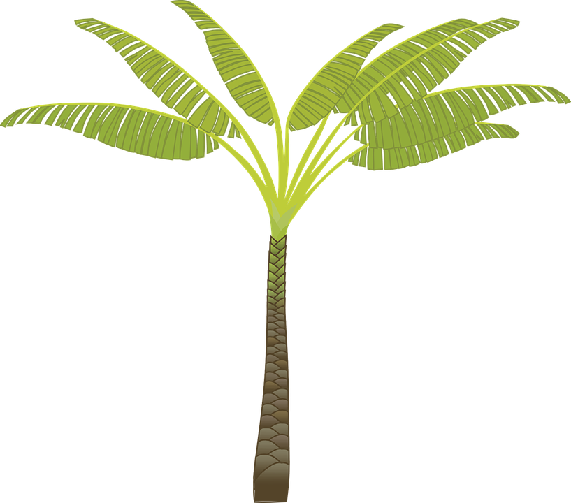 Banana Tree Drawing 22, Buy Clip Art - Palm Tree Clip Art (817x720)