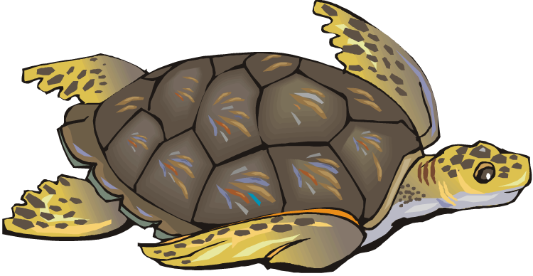 Green Turtle With Brown Shell Cartoon Clipart - Clipart Of Sea Turtle (750x388)