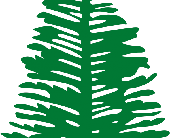 Drawn Fir Tree Norfolk Pine - Flag Of Norfolk Island Tile Coaster (640x480)