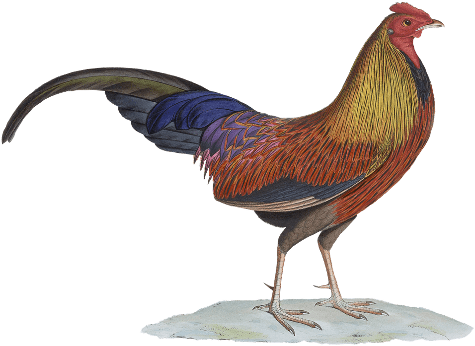 Rooster Drawing - Animal Vintage Png (1280x926)
