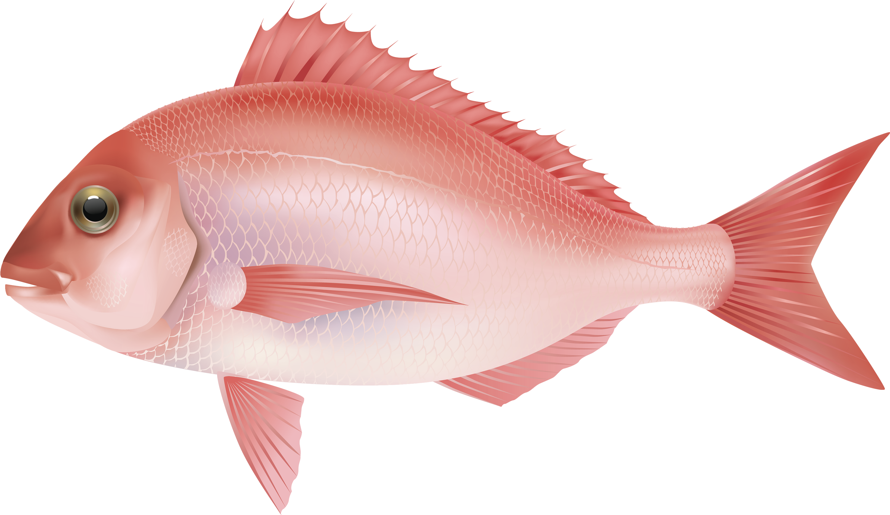 Tropical Fish Clipart Under Sea - Portable Network Graphics (3000x1755)
