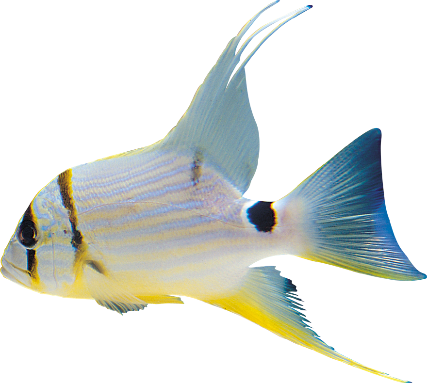 White Fish Clipart Png - Bonito Imagenes De Pescado (880x790)