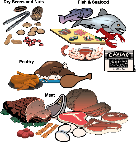 Pictures Of The Food Pyramid, Basic Food Groups, Nutrition - Some Sources Of Protein (579x602)