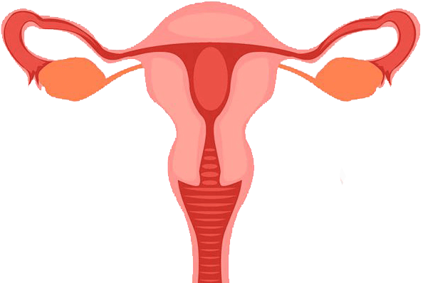 Especialista En Cancer Ginecologico En Queretaro - Diagram Of A Vagina (601x445)