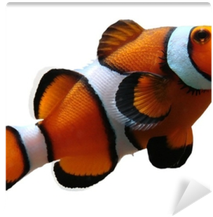 What's A Fish? (400x400)