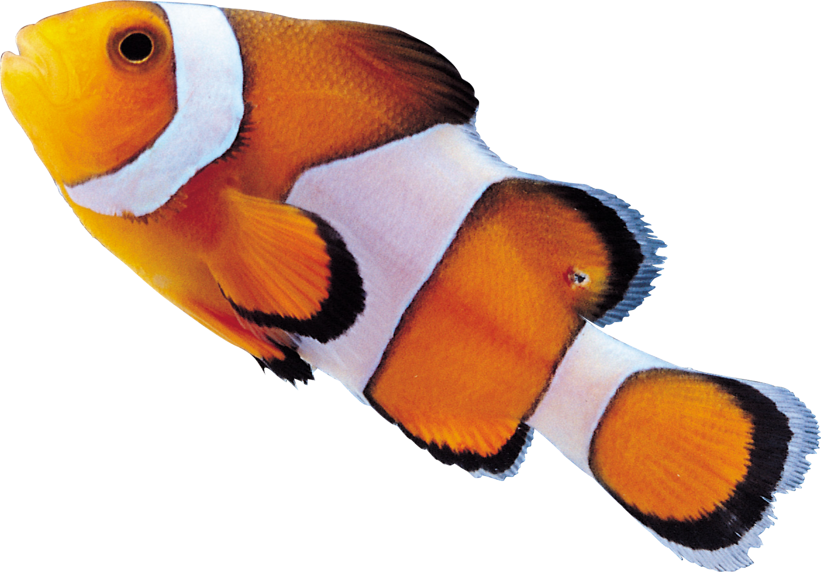 Clown Fish Png - Рыбы Пнг (1600x1115)