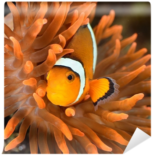 Exotic Fish (400x400)