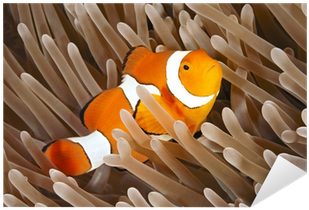 Clownfish (400x400)