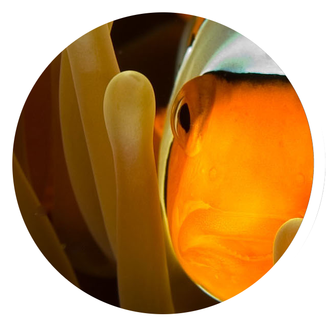 Os Codinomes Do Metamorphose Linux - Clown Fish (640x640)