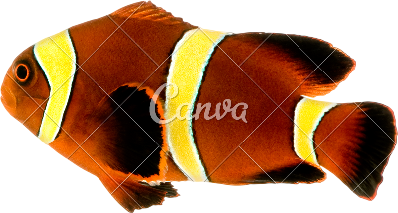 Gold Stripe Maroon Clownfish - Roots Manuva Slime And Reason (800x429)