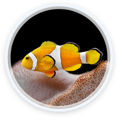 Clown Fish - Coral Reef Fish (402x402)