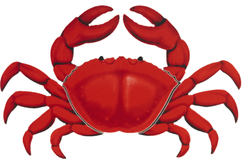 Porc 11 7 7"x5" Red Crab Porcelain Pool Mosaic - Red Crab (800x536)