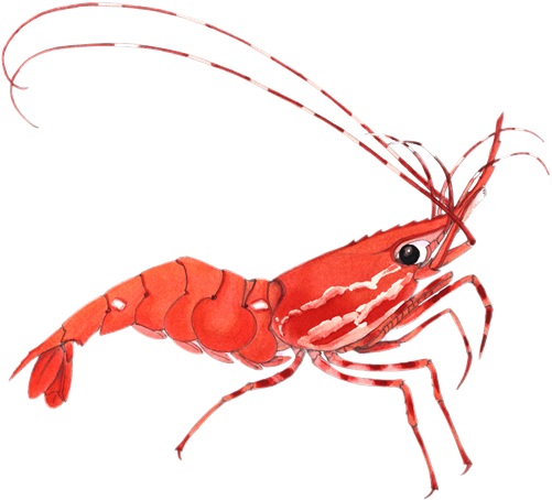 Shrimp Cliparts - Shrimp Clipart Transparent (500x500)