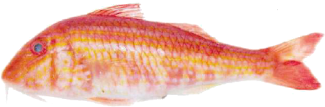 Rouget Barbet - Goatfishes (1000x1000)