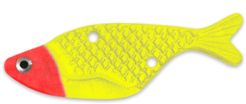 Coral Reef Fish (570x370)