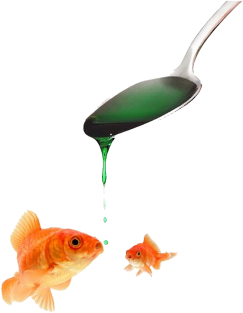 Red Fish - Goldfish (556x685)