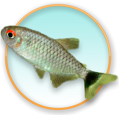 Red Eye Tetra - Common Carp (400x400)