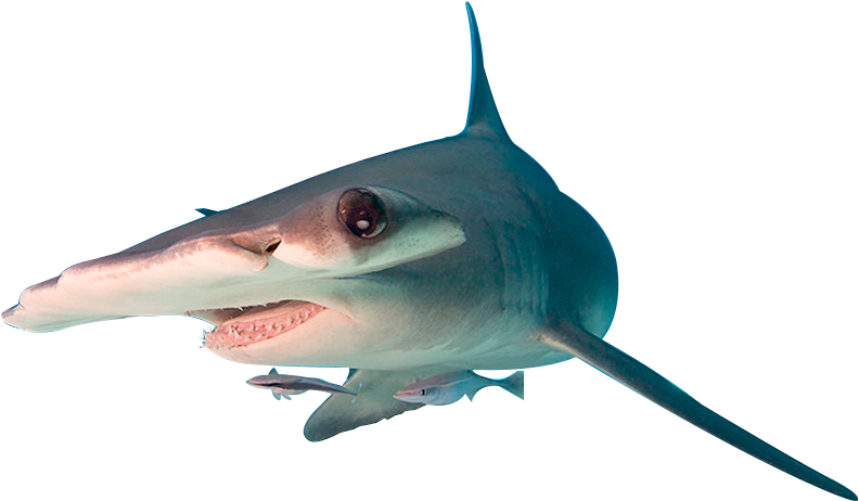 At A Site Called Scuba, Divers Can Try To Spot The - Great Hammerhead (804x481)