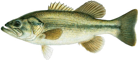 Largemouth Bass - Freshwater Vs Saltwater Fishing (500x264)