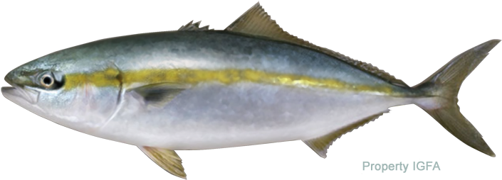 Buri - Hawaiian Amberjack (720x268)