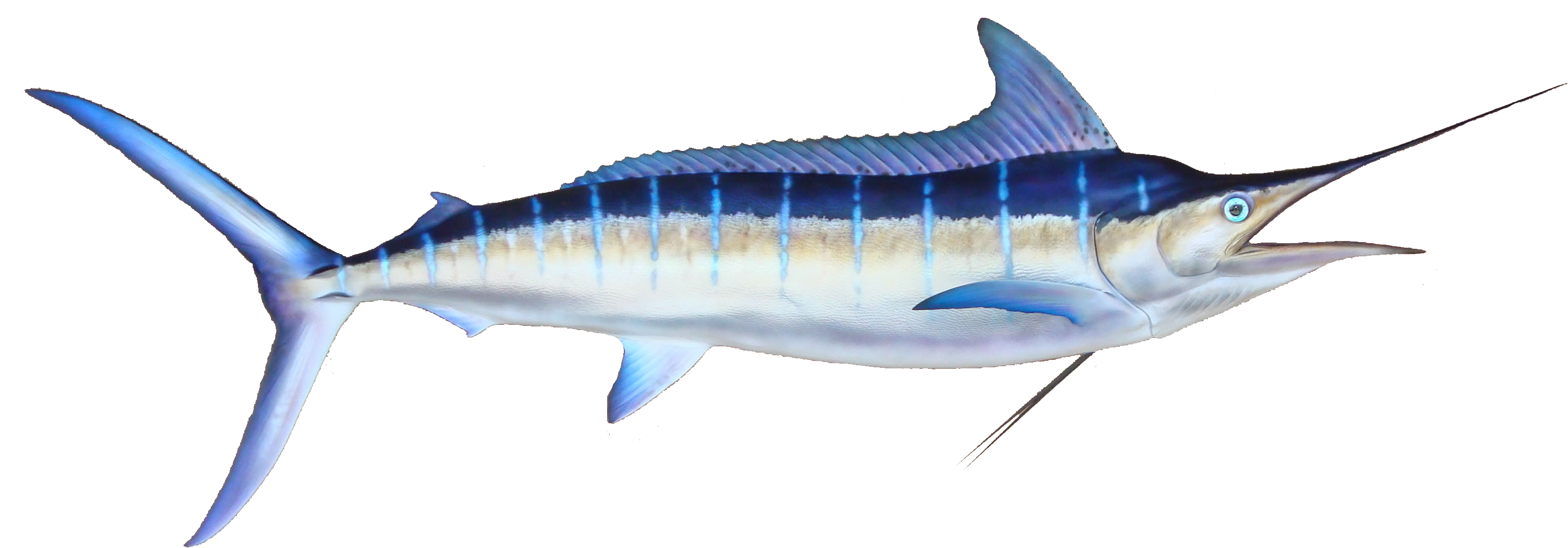 Striped Marlin, Oahu, Hawaii - Striped Marlin (color: Navy, Fit Type: Men, Size: 4xl) (3008x1084)