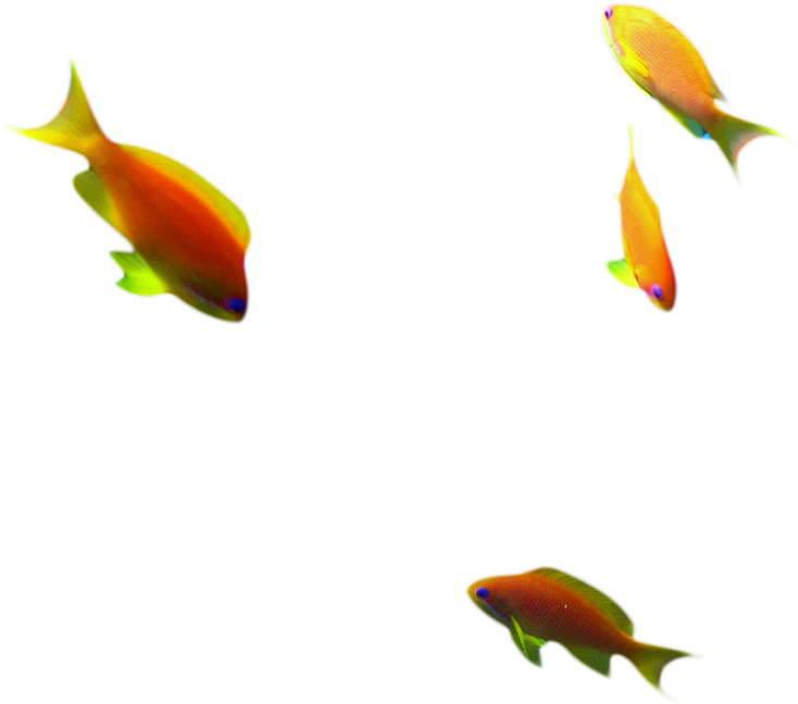 Intro Dives - Coral Reef Fish (906x651)